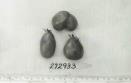 Click for 1 image(s) for this accession. FRUIT